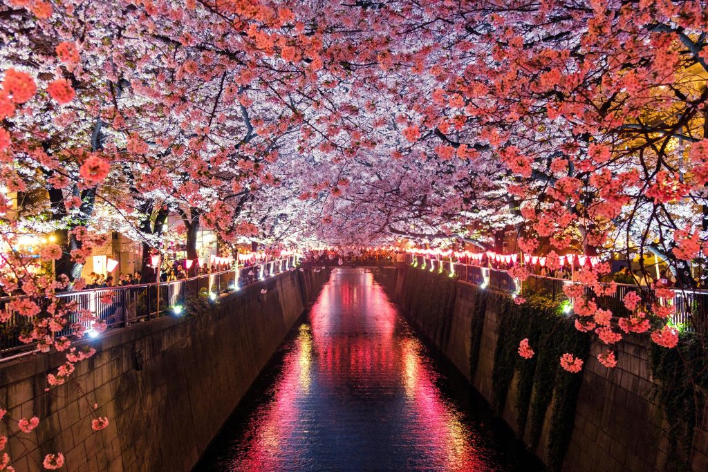 Discovering Sakura Splendor